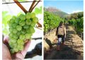 Groot Constantia Wine Farm