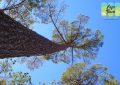 Tokai Forest Pine Tree